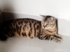 Original Bengal Cat 2 month pregnant